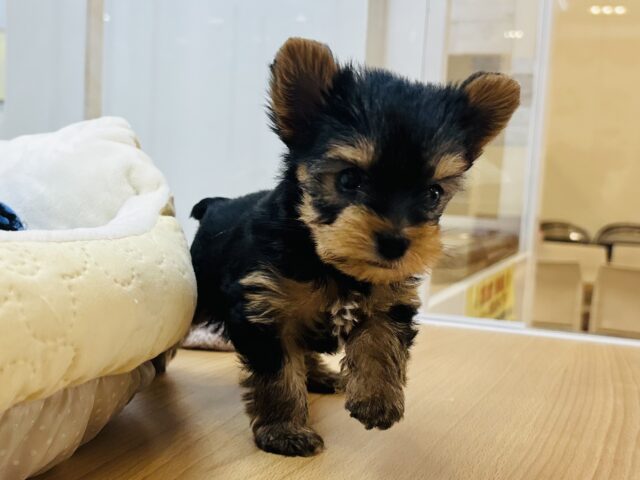 ヨークシャテリア