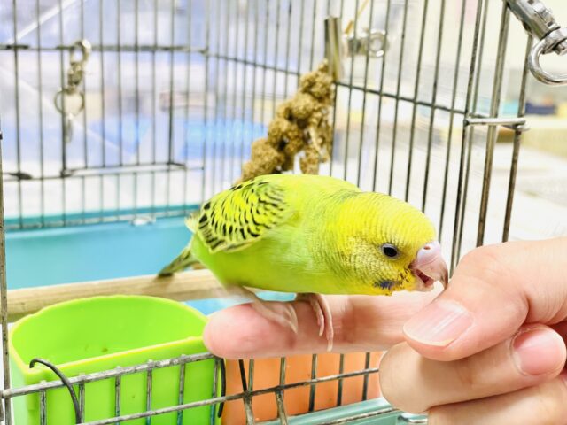 セキセイインコ