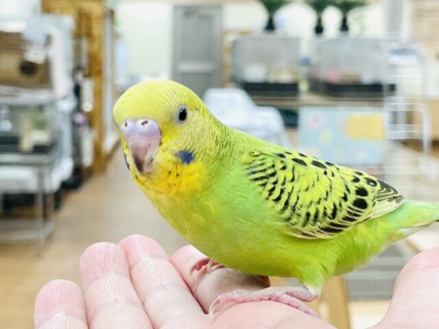 セキセイインコ