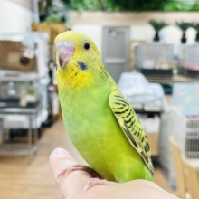 【最新画像】元気いっぱい！セキセイインコちゃん（オパーリン）ヒナ