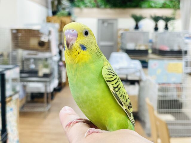 【最新画像】元気いっぱい！セキセイインコちゃん（オパーリン）ヒナ