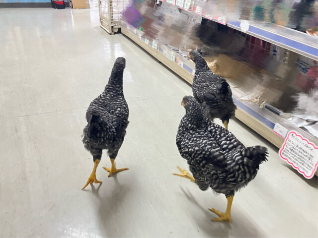 ボリスブラウン