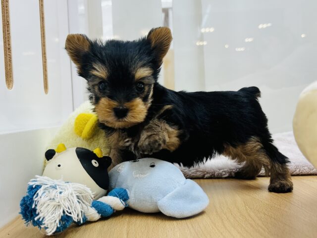 ヨークシャテリア