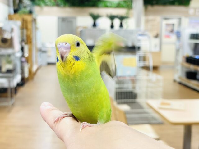セキセイインコ