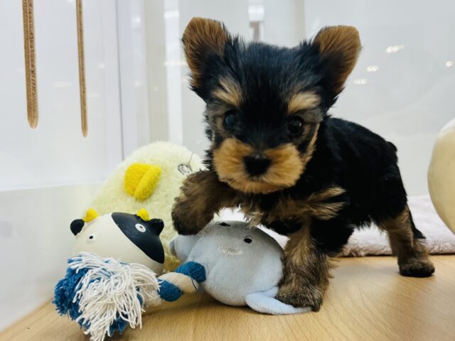 ヨークシャテリア