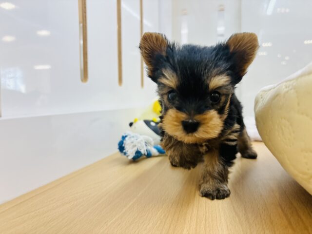 ヨークシャテリア