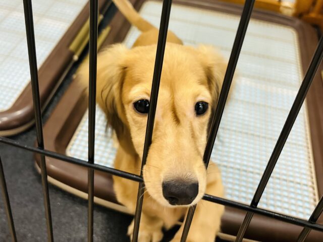 カニンヘンダックス