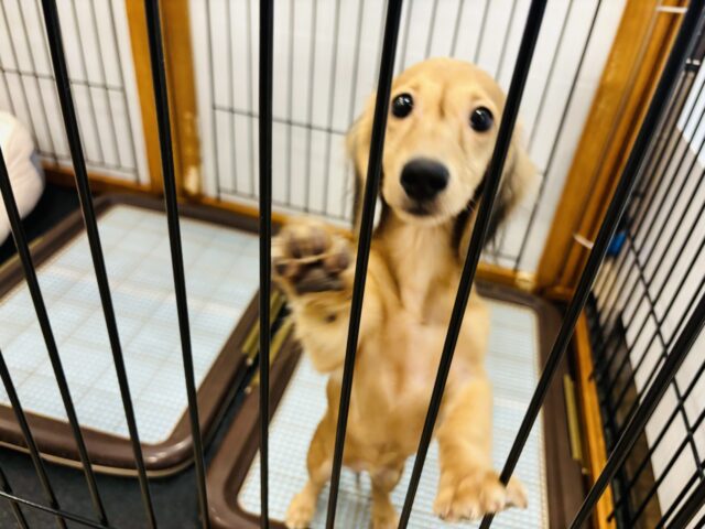 カニンヘンダックス