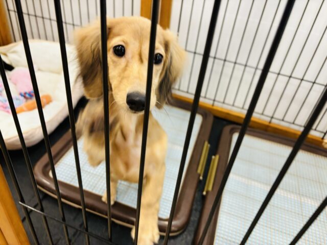 カニンヘンダックス