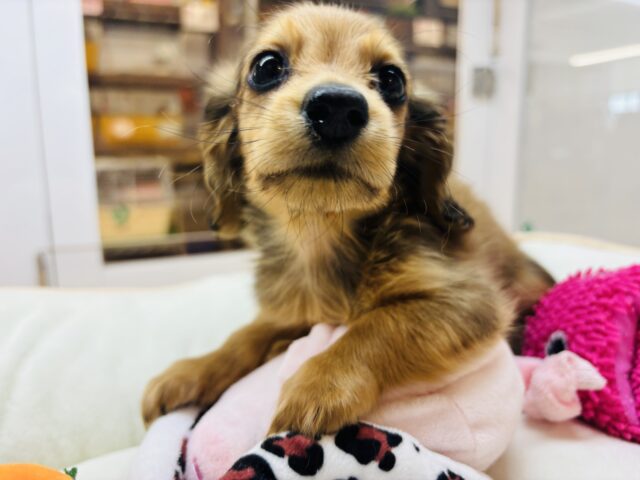 カニンヘンダックス