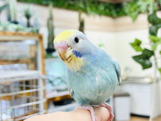 セキセイインコ