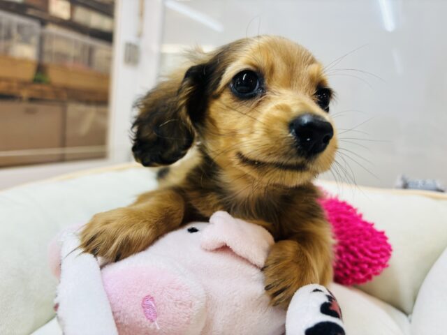 カニンヘンダックス