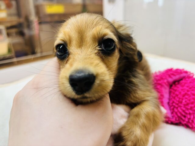 カニンヘンダックス