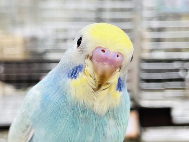 【最新画像】ふんわりふわふわ🩵💛セキセイインコ（パステルレインボー）ヒナ