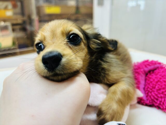 カニンヘンダックス