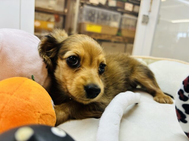 カニンヘンダックス