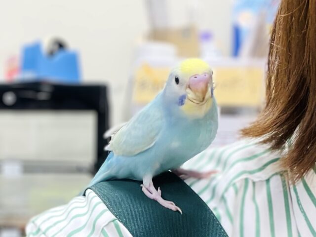 セキセイインコ