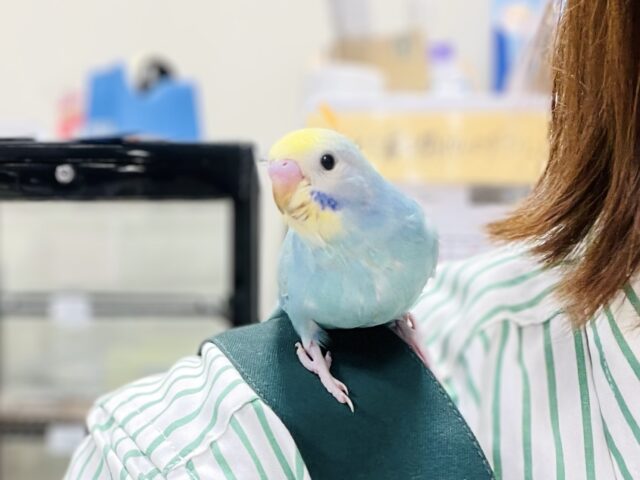 セキセイインコ