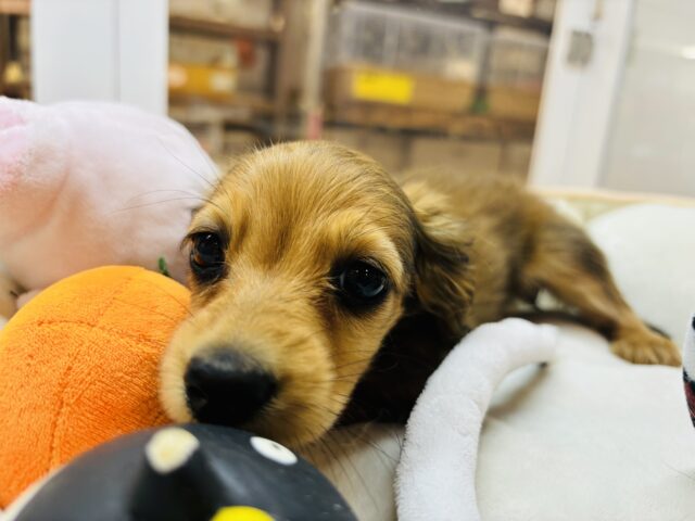 カニンヘンダックス