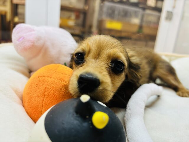 カニンヘンダックス