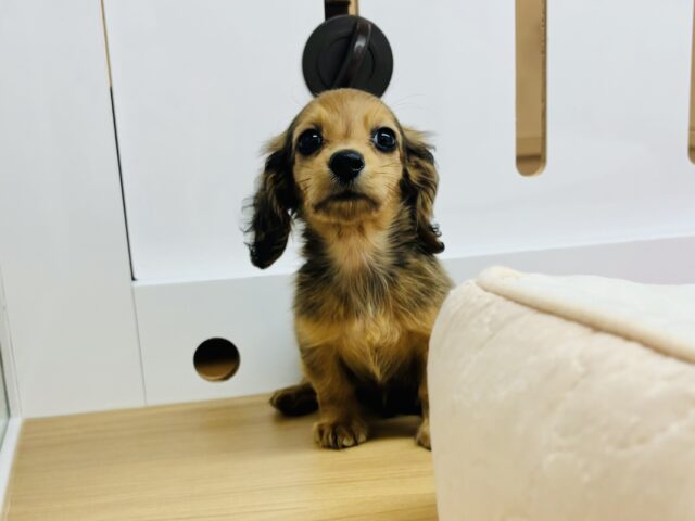 カニンヘンダックス