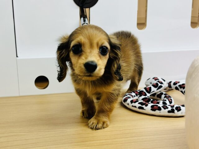 カニンヘンダックス