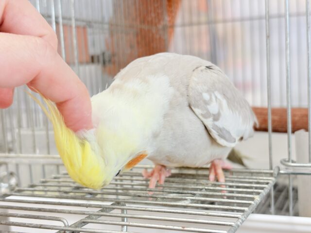 【最新画像更新🪄もうすぐひとり餌☆】みつめてください。。。 ねっ?? オカメインコ シナモンパイド~~ オカメインコ