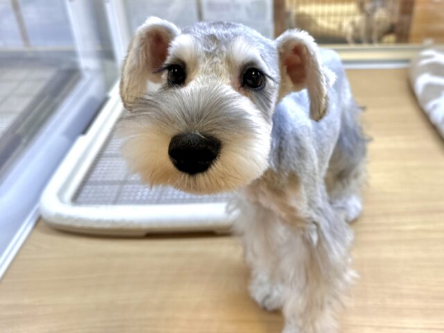 ミニチュアシュナウザー