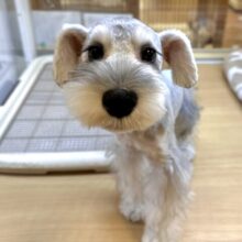 お久しぶりの入舎です✨🌟💫食いしん坊なシュナくん！