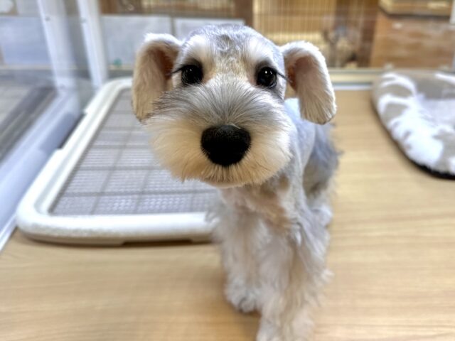 お久しぶりの入舎です✨🌟💫食いしん坊なシュナくん！