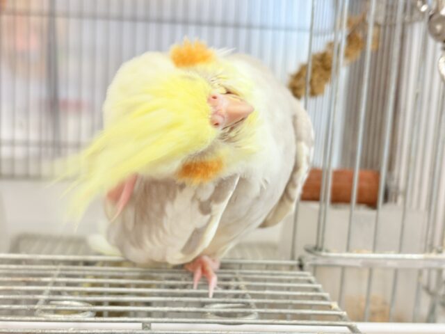 オカメインコ