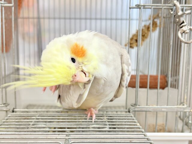 オカメインコ