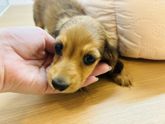 カニンヘンダックス