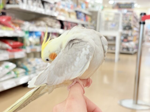 オカメインコ