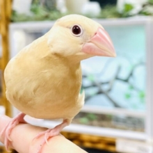 【最新画像】成長がたのしみ☺️シナモン文鳥