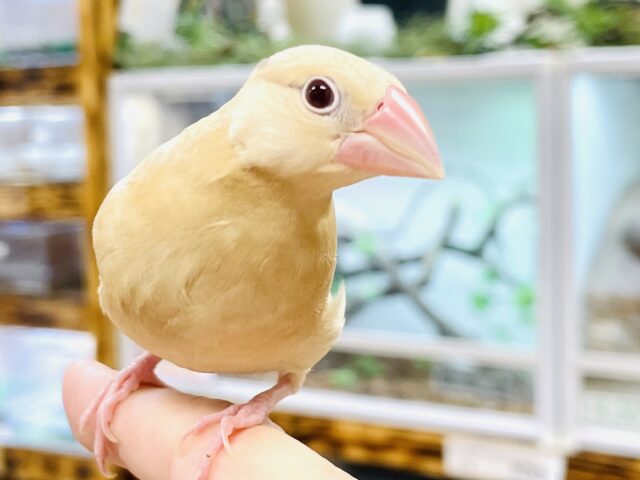 【最新画像】成長がたのしみ☺️シナモン文鳥