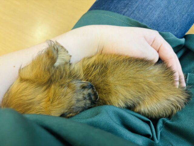 カニンヘンダックス