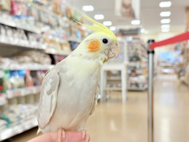 オカメインコ