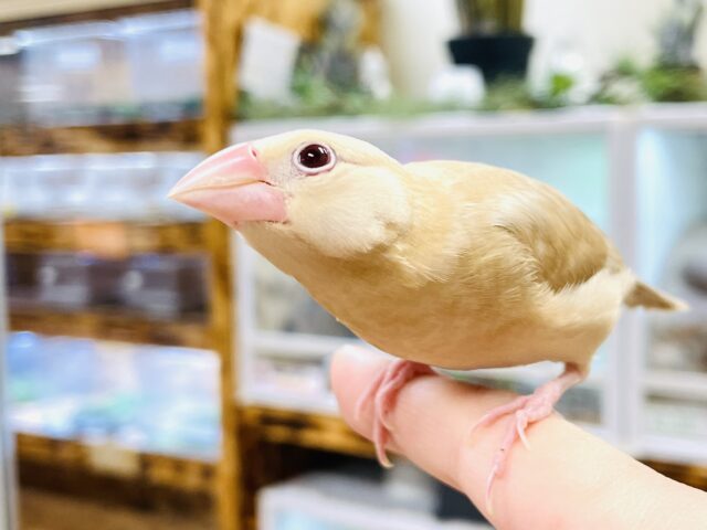 シナモン文鳥