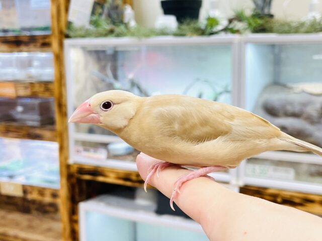 シナモン文鳥