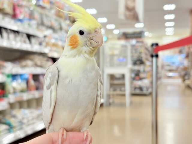【最新画像更新🪄もうすぐひとり餌☆】みつめてください。。。 ねっ?? オカメインコ シナモンパイド~~ オカメインコ