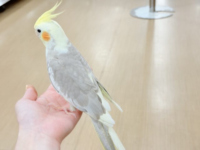 オカメインコ