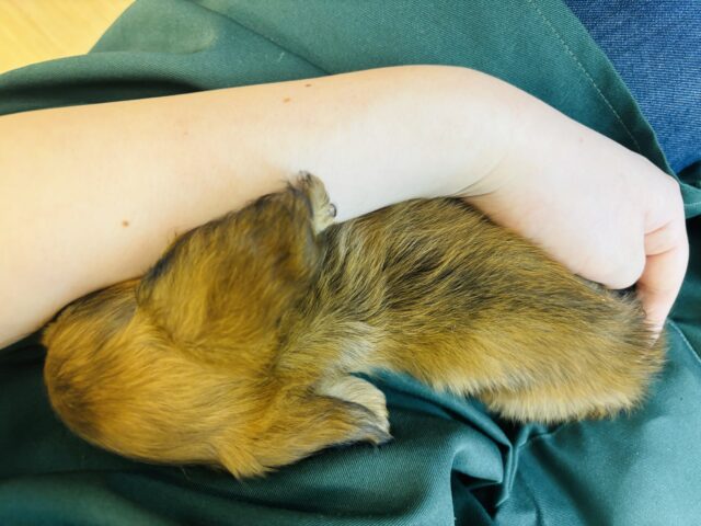 カニンヘンダックス