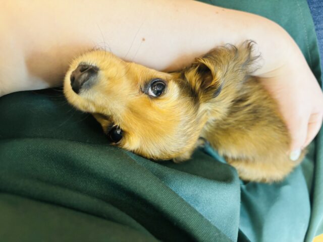 カニンヘンダックス