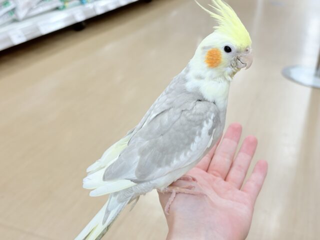 オカメインコ