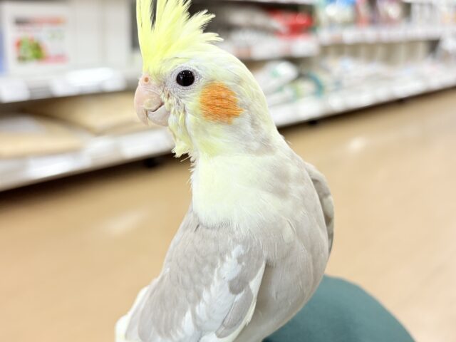 【最新画像更新🪄もうすぐひとり餌☆】みつめてください。。。 ねっ?? オカメインコ シナモンパイド~~ オカメインコ