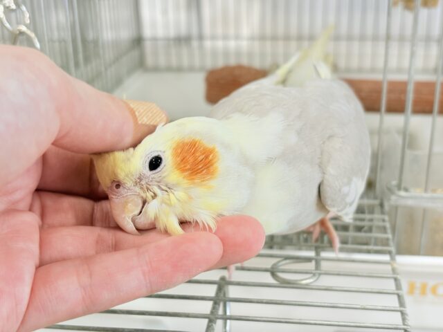【最新画像更新🪄もうすぐひとり餌☆】みつめてください。。。 ねっ?? オカメインコ シナモンパイド~~ オカメインコ