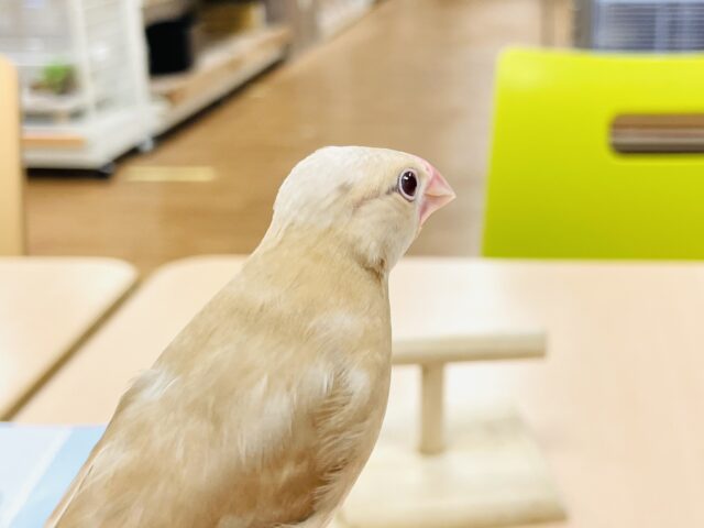 シナモン文鳥