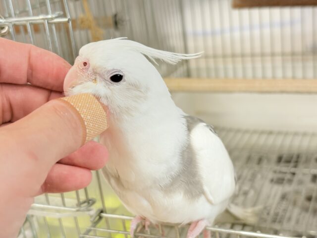 オカメインコ