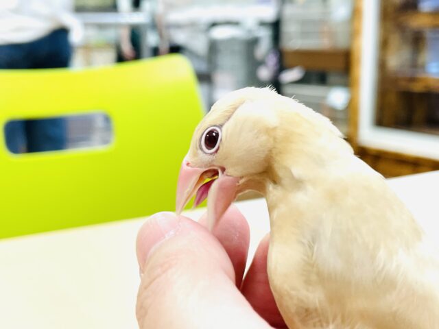 シナモン文鳥